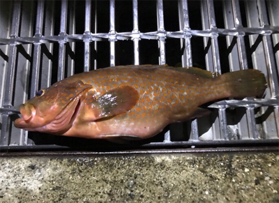 なかなかよい型のアコウ