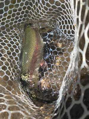 日本イワナセンター