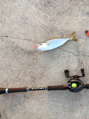 五目釣り方(笑)