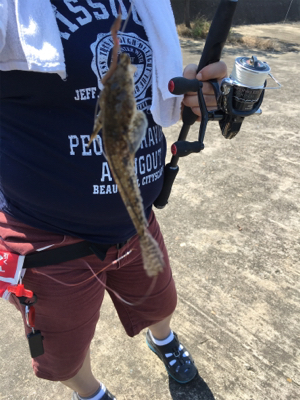 タコハンティング