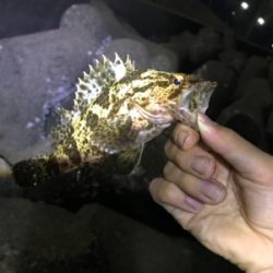 やらかした。Part2  根魚練習Part2