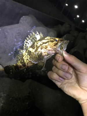 やらかした。Part2  根魚練習Part2