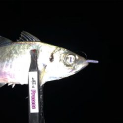 久しぶりのアジング