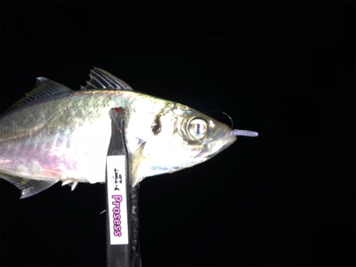 久しぶりのアジング