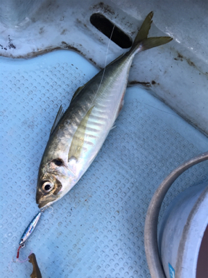 マイクロジギング