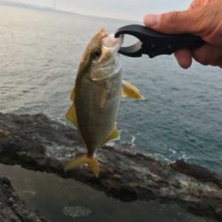 ガシラばっかり。