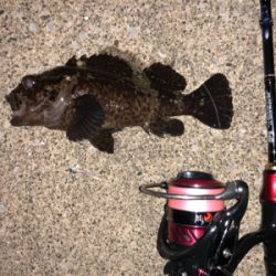 久々のメバリング