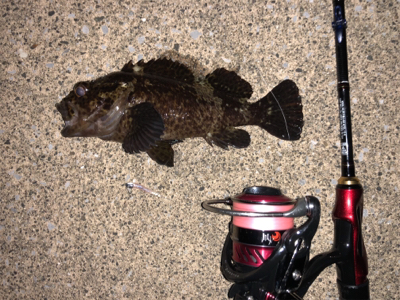 久々のメバリング