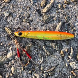 ツバス、惜しくも海へ帰る…