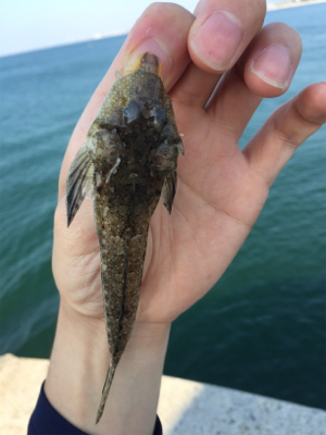 チョイ投げ8目!!!