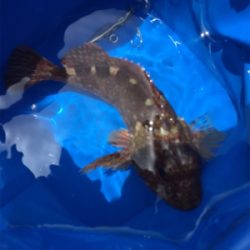 メーターオーバー！！