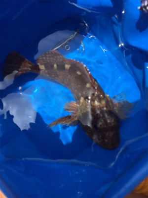 メーターオーバー！！