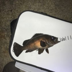 金土日月連続釣行