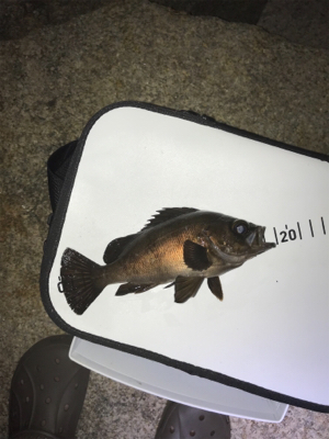 金土日月連続釣行