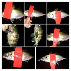 今晩は本気出す