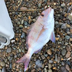 めげずに大キス狙い