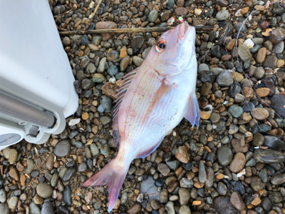 めげずに大キス狙い