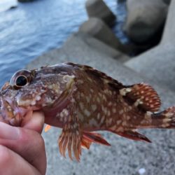 ロックフィッシュ