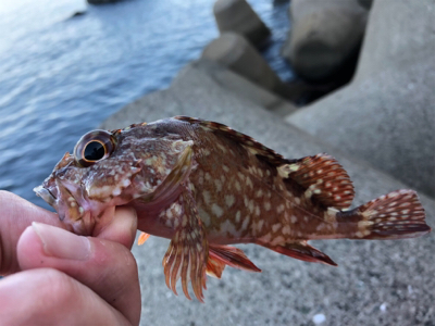 ロックフィッシュ