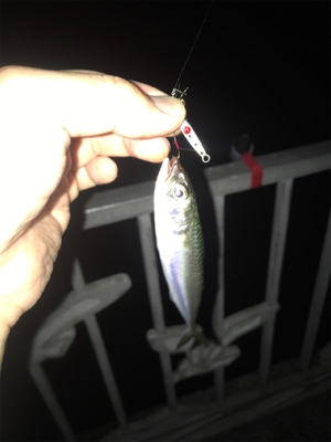 夜ふかしアジング