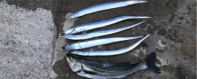 アジングロッドで、、、