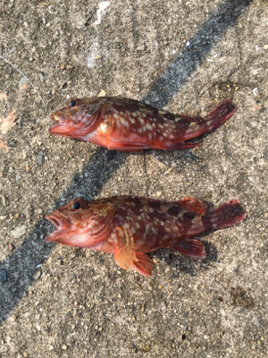 暑かったけど楽しかったです