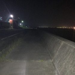 セアカゴケグモに注意