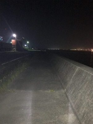 セアカゴケグモに注意