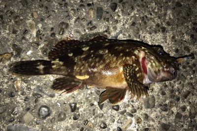 カサゴ狙い…ではない…