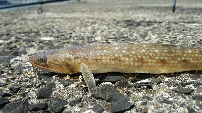 2018年7月19日釣行in福吉漁港