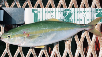 熱中症もなんのその…ショアジギング