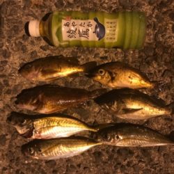 笠戸島でエギング&アジング