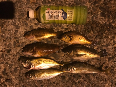 笠戸島でエギング&アジング