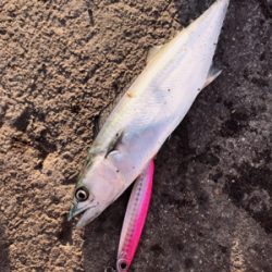 風強かったので！