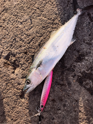 風強かったので！