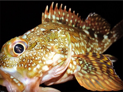 ケンサキ調査→ガシラ釣りに変更