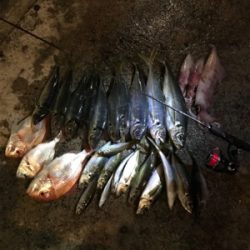 バチコンアジング&イカメタル