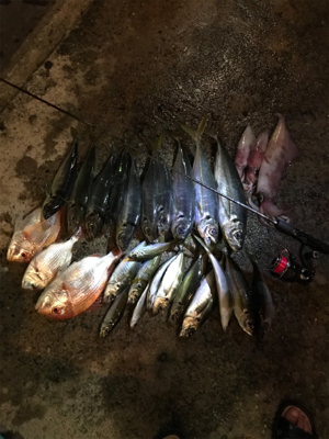 バチコンアジング&イカメタル