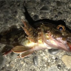カサゴ狙い！？
