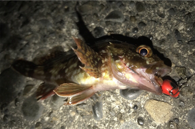 カサゴ狙い！？