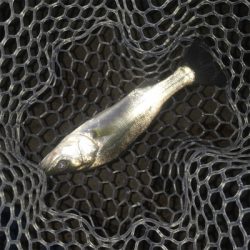 淀川ブリームゲーム マイクロジグヘッドでの攻略