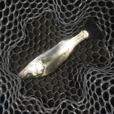 淀川ブリームゲーム マイクロジグヘッドでの攻略