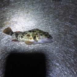 マルマル太った