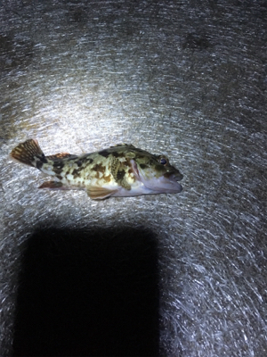 マルマル太った