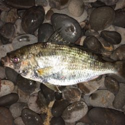 夜釣り○、朝まづめショアジグ△