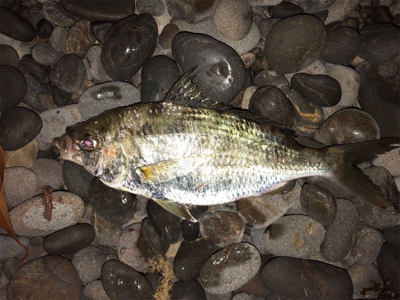 夜釣り○、朝まづめショアジグ△