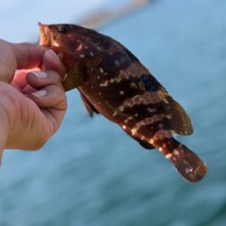 ショアで１年ぶりのアコウと再会！