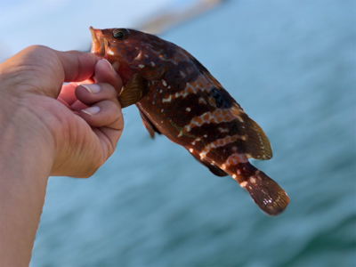 ショアで１年ぶりのアコウと再会！