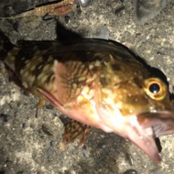 やっぱりカサゴ