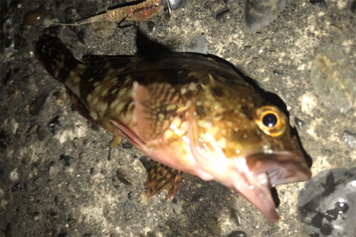 やっぱりカサゴ